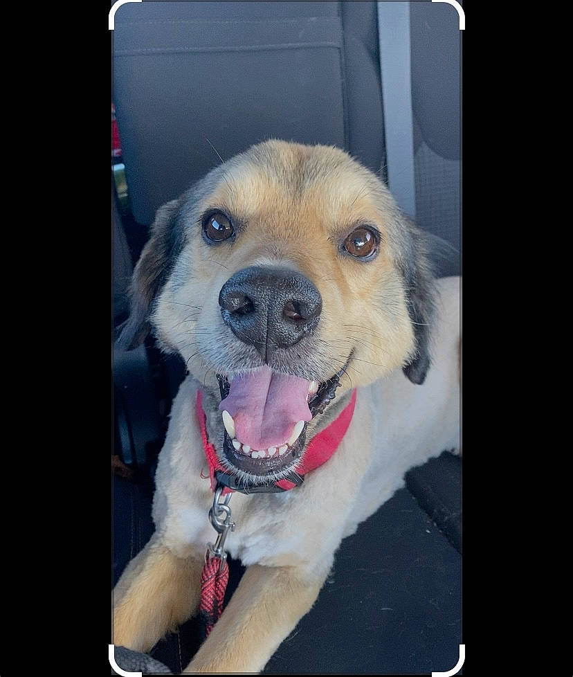 Sam is registered to the contest to win money with this photo: carnivore, collar, companion_dog, display_device, dog, dog_breed, dog_collar, electronic_device, fur, happy, leash, pet_supply, photo_caption, rectangle, smile, snout, sporting_group, square, whiskers, working_animal