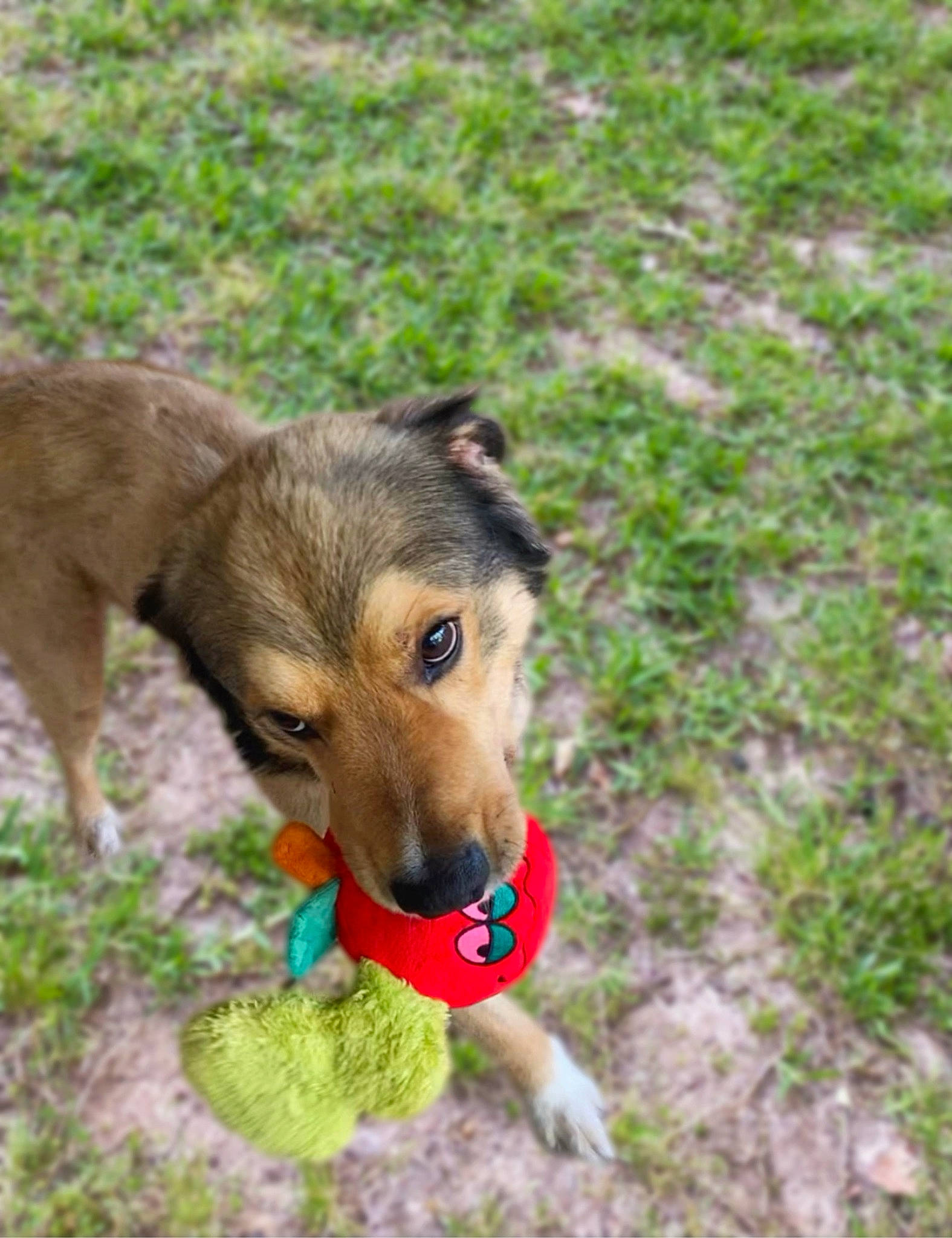 Sam is registered to the contest to win money with this photo: adventure, canidae, carnivore, companion_dog, dog, dog_breed, dog_supply, fawn, grass, groundcover, leash, pet_supply, plant, puppy, snout, sporting_group, street_dog, terrestrial_animal, working_animal, working_dog