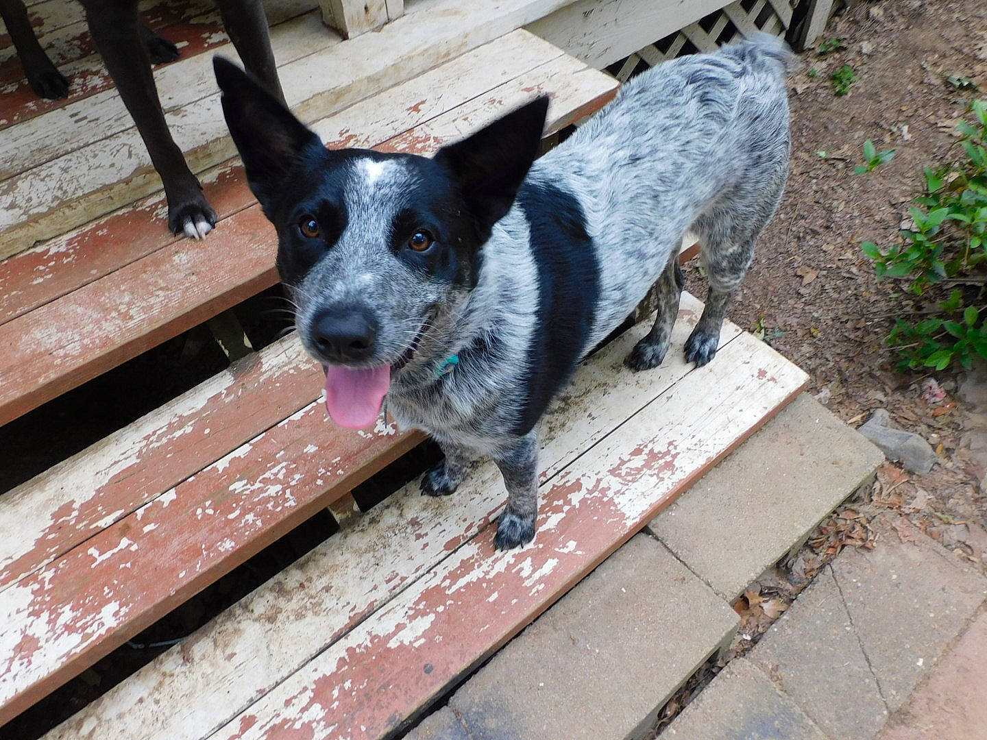 Doc joined the competition — help win amazing prizes! australian_cattle_dog, australian_stumpy_tail_cattle_dog, canidae, carnivore, companion_dog, dog, dog_breed, plant, sidewalk, snout, sporting_group, street_dog, whiskers, window, wood, working_animal, working_dog