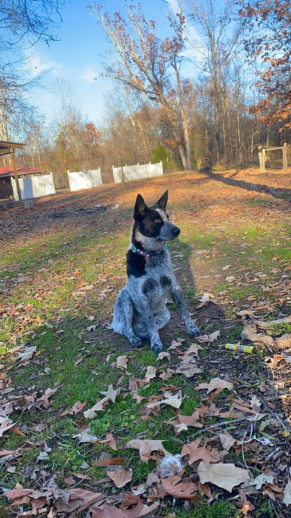 Doc joined the competition — help win amazing prizes! australian_cattle_dog, canidae, carnivore, companion_dog, dog, dog_breed, felidae, fur, grass, herding_dog, plant, sky, small_to_medium_sized_cats, soil, sporting_group, tail, tree, trunk, winter, wood