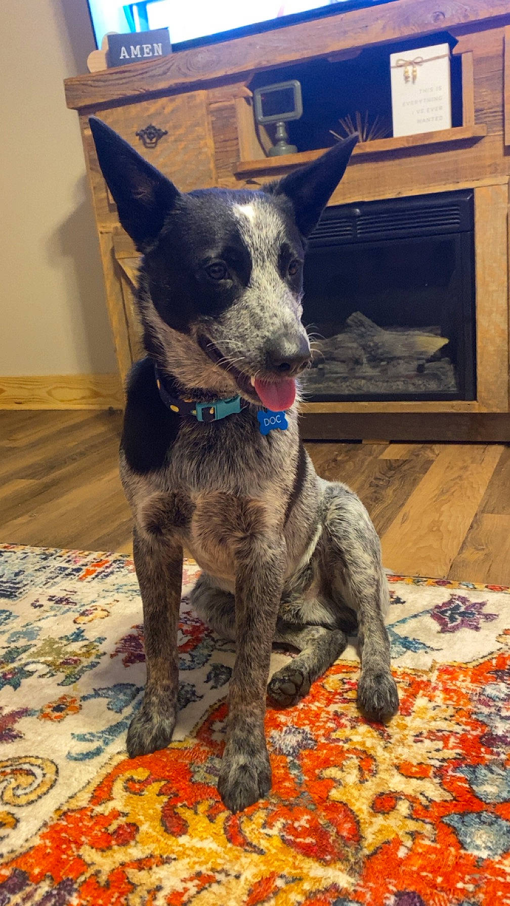 Doc joined the competition — help win amazing prizes! canidae, carnivore, collar, companion_dog, dog, dog_breed, dog_collar, dog_supply, electric_blue, fawn, flooring, fur, non_sporting_group, snout, sporting_group, terrestrial_animal, working_animal, working_dog