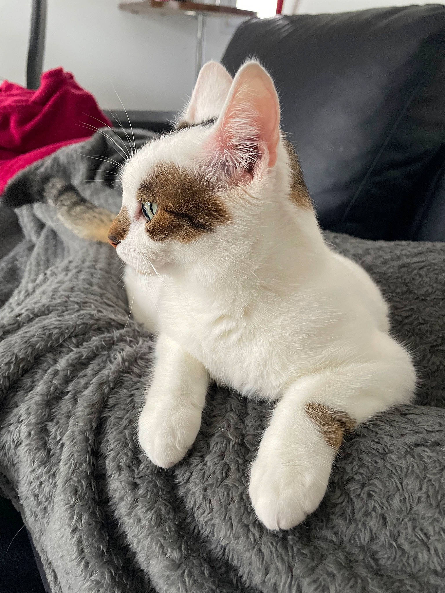 Leffe a rejoint le concours — aidez-le/la à gagner de superbes lots ! carnivore, cat, claw, collar, comfort, domestic_short_haired_cat, fawn, felidae, fur, grey, linens, paw, small_to_medium_sized_cats, snout, tail, whiskers, wool