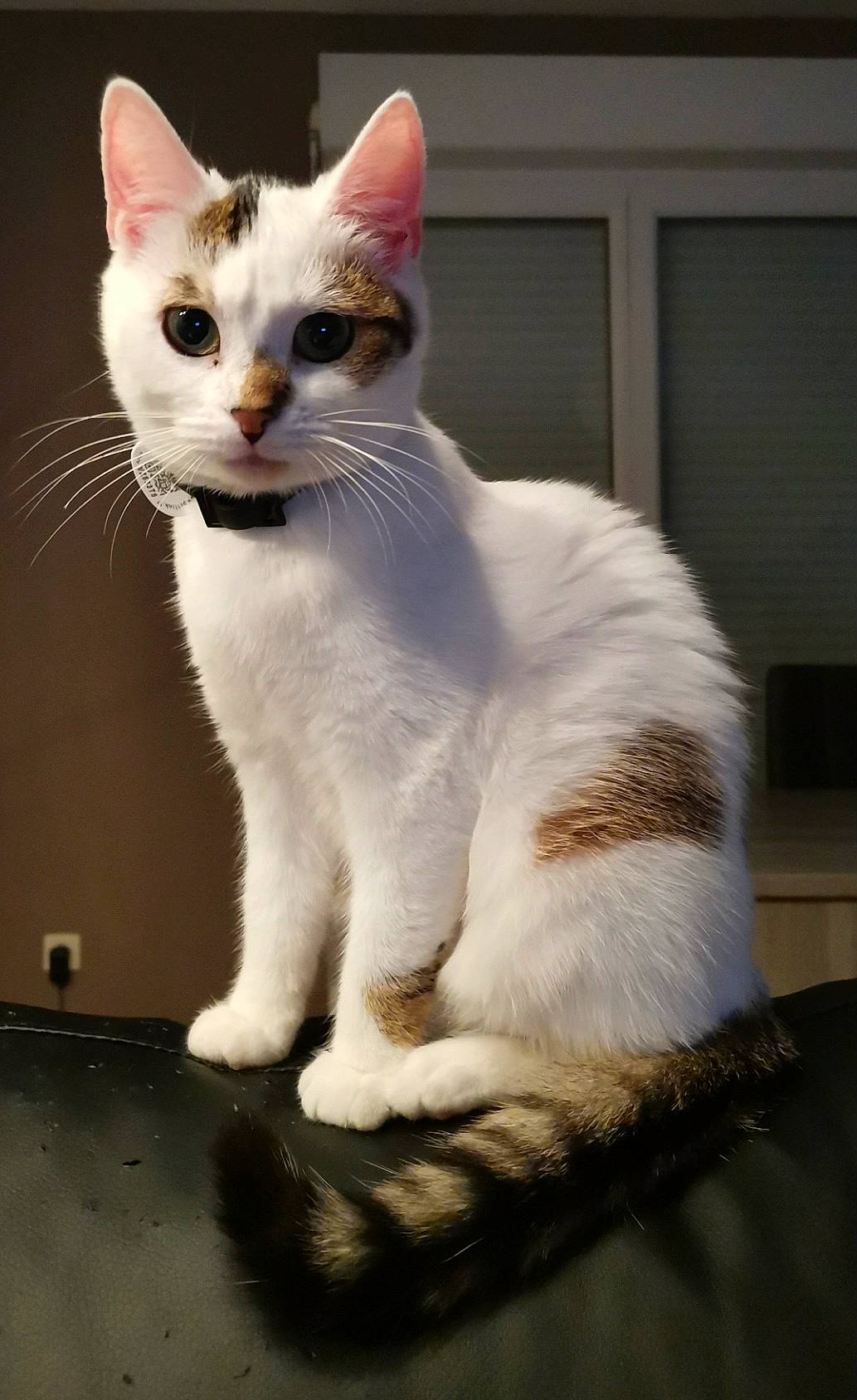 Leffe a rejoint le concours — aidez-le/la à gagner de superbes lots ! carnivore, cat, domestic_short_haired_cat, eye, felidae, fur, paw, small_to_medium_sized_cats, snout, tail, whiskers, window