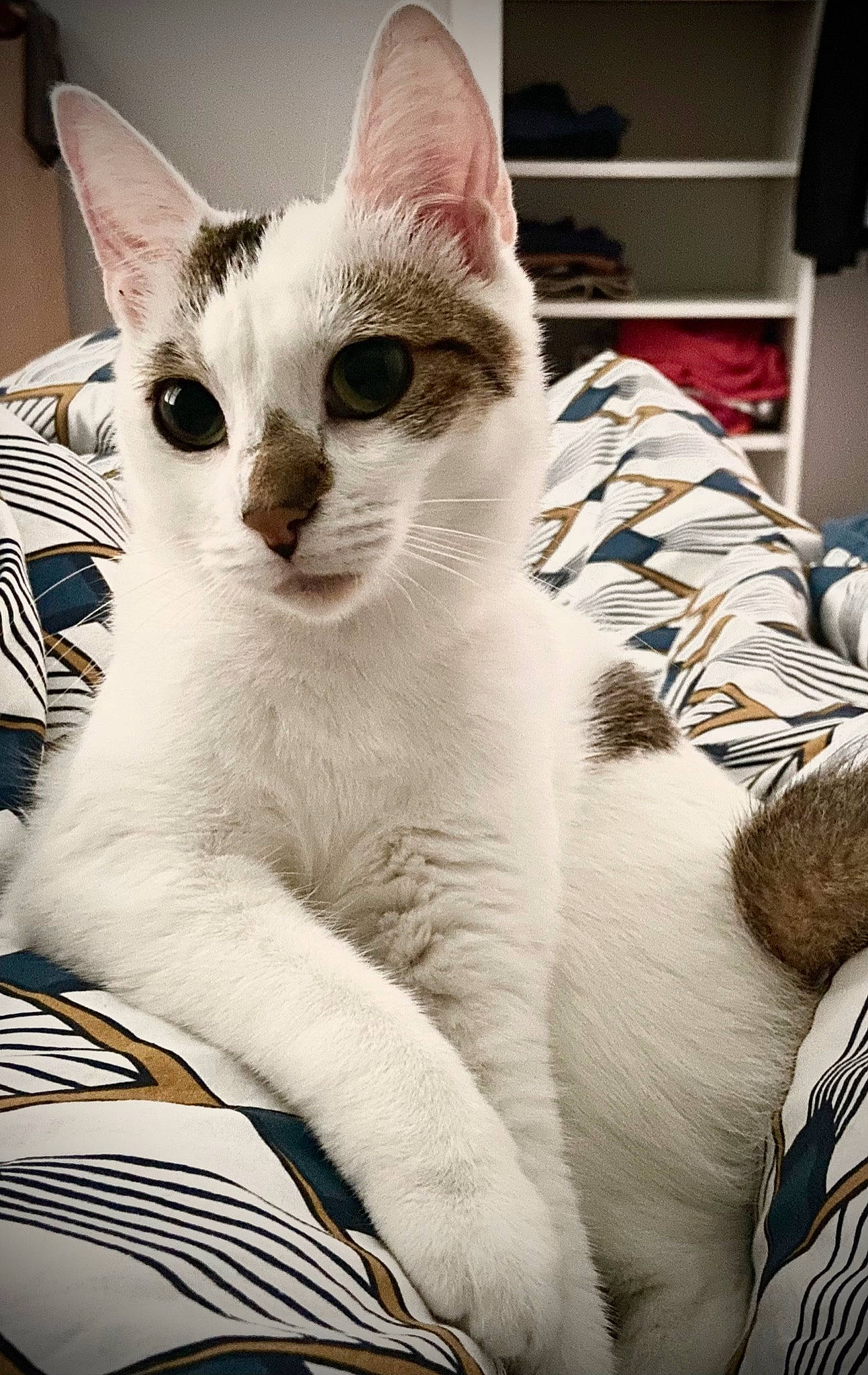 Leffe participe au concours pour gagner de l'argent avec cette photo : carnivore, cat, cat_supply, comfort, domestic_short_haired_cat, felidae, fur, paw, pet_supply, shelf, small_to_medium_sized_cats, snout, tail, whiskers