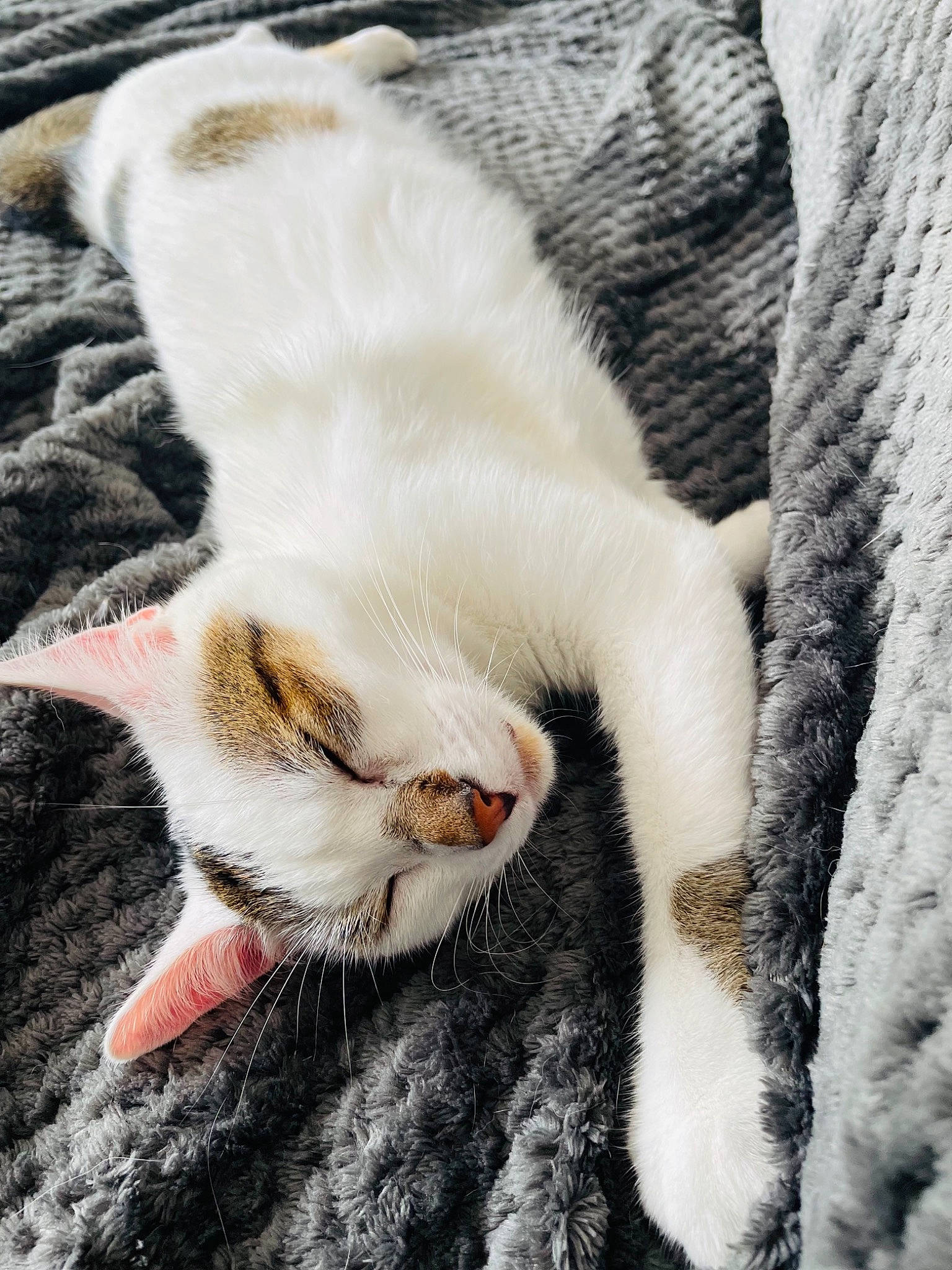 Leffe participe au concours pour gagner de l'argent avec cette photo : carnivore, cat, claw, comfort, domestic_short_haired_cat, eye, fang, fawn, felidae, fur, grass, grey, head, nap, paw, plant, small_to_medium_sized_cats, snout, tail, whiskers