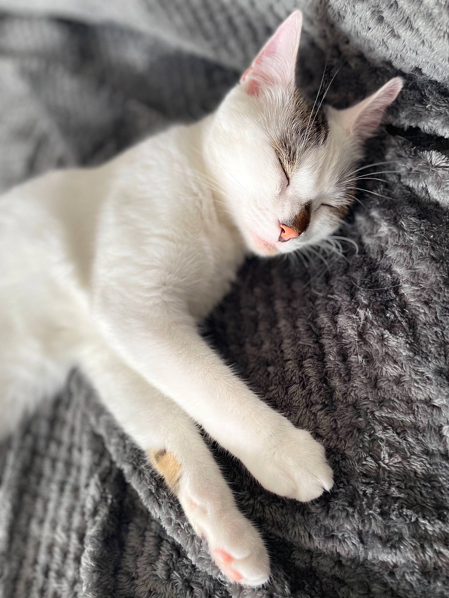 Leffe participe au concours pour gagner de l'argent avec cette photo : carnivore, cat, claw, close_up, comfort, domestic_short_haired_cat, ear, fawn, felidae, fur, paw, small_to_medium_sized_cats, snout, tail, terrestrial_animal, textile, whiskers