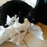 Sushi participe au concours pour gagner de l'argent avec cette photo : black_cat, cat, paper_towel, torn_paper, playful, indoor, floor_tiles, pet, animal, mess, curious, paw, clawing, household, domestic_cat, cute, feline, fur, whiskers, eyes