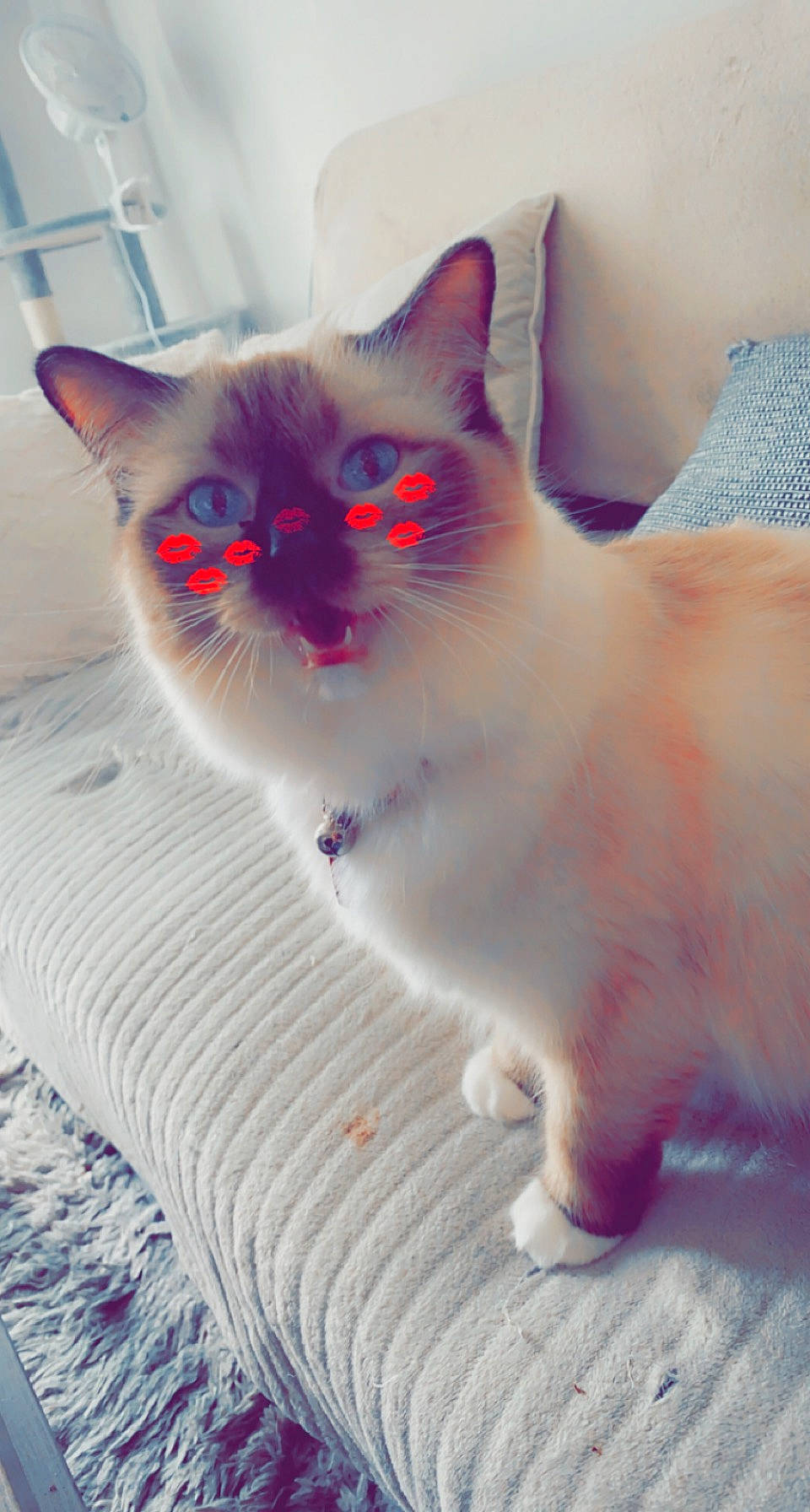 Rubby participe au concours pour gagner de l'argent avec cette photo : carnivore, cat, claw, comfort, domestic_short_haired_cat, fawn, felidae, foot, fur, iris, paw, small_to_medium_sized_cats, snout, tail, whiskers