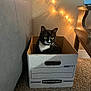 animal, black_and_white, box, cardboard_box, carpet, cat, cozy, curious, ears, floor, furniture, home, indoor, pet, relaxed, string_lights, table, tuxedo_cat, wall, whiskers