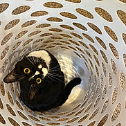 Dott joined the competition — help win amazing prizes! black_and_white, cat, close_up, container, curious, cute, domestic_animal, feline, floor, holes, household, indoor, laundry_basket, looking_up, pattern, pet, playful, tilted_head, whiskers, yellow_eyes