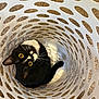 black_and_white, cat, close_up, container, curious, cute, domestic_animal, feline, floor, holes, household, indoor, laundry_basket, looking_up, pattern, pet, playful, tilted_head, whiskers, yellow_eyes
