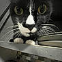 Dott joined the competition — help win amazing prizes! animal, black_and_white, cat, close, close_up, curious, domestic, face, feline, indoor, kitchen, looking, paws, pet, plates, shelf, stacked_plates, tile_backsplash, whiskers, yellow_eyes