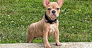Cookie joined the competition — help win amazing prizes! puppy, dog, french_bulldog, grass, outdoor, concrete, pet, animal, young_dog, ears_up, curious, standing, collar, nature, greenery, cute, small_dog, alert, canine, portrait