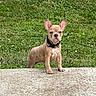 puppy, dog, french_bulldog, grass, outdoor, concrete, pet, animal, young_dog, ears_up, curious, standing, collar, nature, greenery, cute, small_dog, alert, canine, portrait