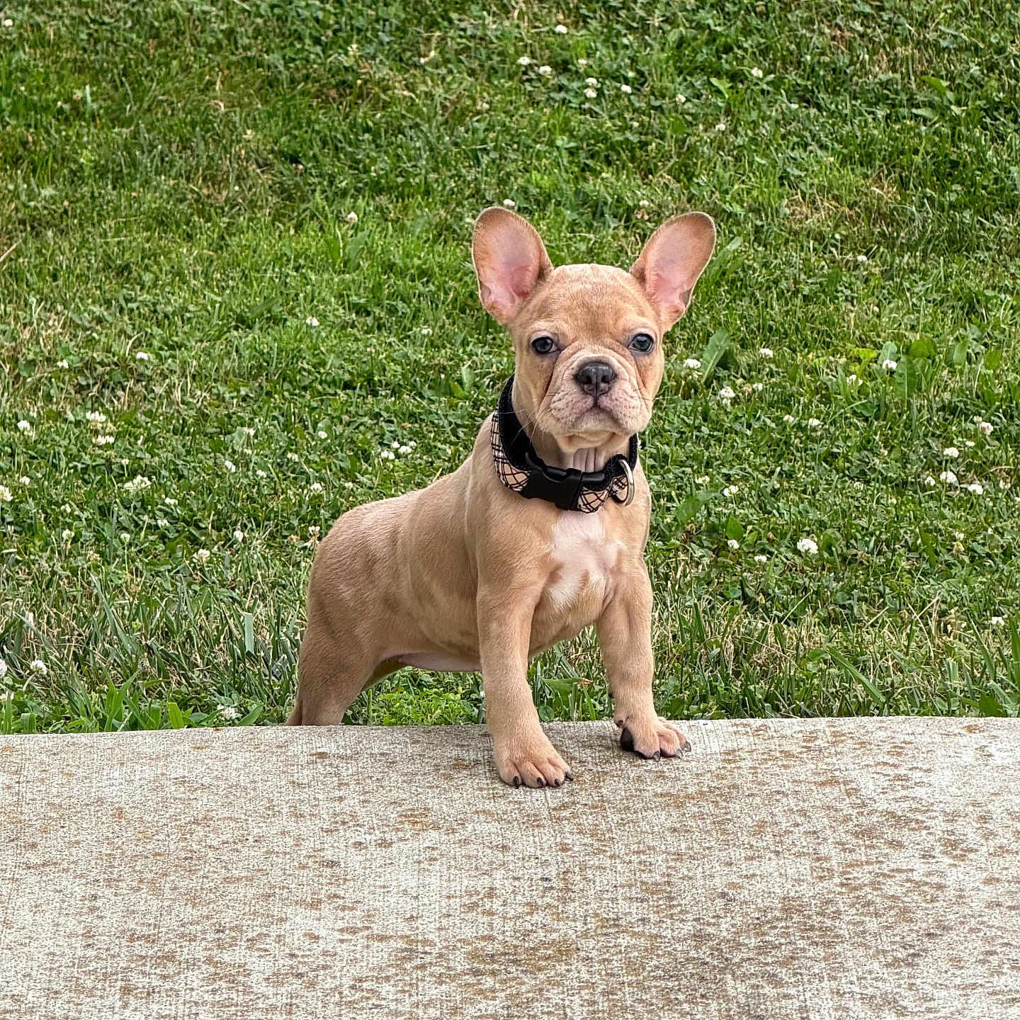 Cookie joined the competition — help win amazing prizes! puppy, dog, french_bulldog, grass, outdoor, concrete, pet, animal, young_dog, ears_up, curious, standing, collar, nature, greenery, cute, small_dog, alert, canine, portrait