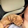 Cookie joined the competition — help win amazing prizes! puppy, dog, sleeping, shoulder, person, car, car_seat, headrest, tan, fur, nap, resting, close_up, indoors, window, outside, casual_clothing, gray_shirt, young_dog, cute