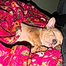 Cookie joined the competition — help win amazing prizes! puppy, dog, sleeping, blanket, floral_pattern, cozy, indoor, cute, pet, fur, napping, small_dog, resting, couch, comfort, animal, closed_eyes, pink, brown, soft_texture