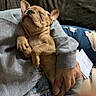 dog, puppy, french_bulldog, sleeping, relaxed, person, hand, sweatshirt, cartoon_print, couch, indoor, casual, ripped_jeans, nap, cozy, brown_dog, cute, pet, resting, human