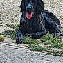 dog, black_dog, tongue_out, lying_down, grass, gravel, tennis_ball, outdoor, pet, canine, animal, fur, paw, playful, resting, nature, summer, closeup, friendly, adorable