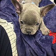 Wallace joined the competition — help win amazing prizes! animal, bed, blanket, brown, close_up, cozy, cute, dog, ears, french_bulldog, fur, gray, indoor, paw, pet, photography, portrait, puppy, purple, resting