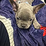 animal, bed, blanket, brown, close_up, cozy, cute, dog, ears, french_bulldog, fur, gray, indoor, paw, pet, photography, portrait, puppy, purple, resting