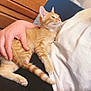 carpet, cat, cozy, cuddling, dresser, hand, indoor, kitten, lap, nails, orange_tabby, paws, person, pet, portrait, relaxing, tabby, tail, tshirt, white_shirt
