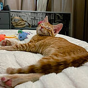 Pride is registered to the contest to win money with this photo: bed, bedroom, blanket, cat, cozy, curtains, fur, indoor, kitten, nightstand, orange_tabby, paws, pet, pink_paw_pads, plush_toy, portrait, relaxed, sleeping, tabby, toy_mouse