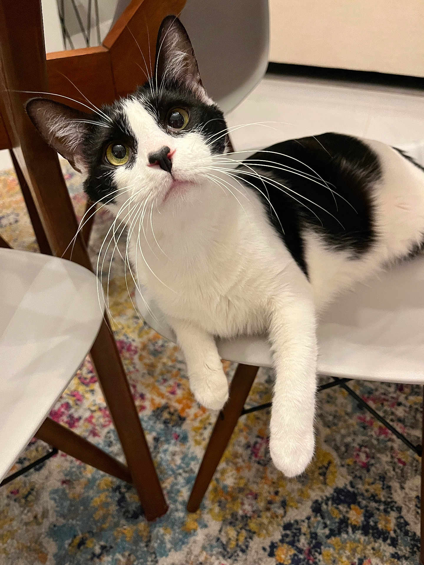 Benny joined the competition — help win amazing prizes! cat, black_and_white, chair, indoor, curious, pet, feline, whiskers, fur, paw, relaxed, looking_up, wooden_legs, patterned_rug, domestic_animal, animal, mammal, household, comfort, seated