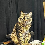 Pascal participe au concours pour gagner de l'argent avec cette photo : cat, tabby, fluffy, sitting, wooden_table, indoor, pet, animal, feline, fur, striped, curtain, domestic, cute, whiskers, ears, eyes, portrait, calm, home