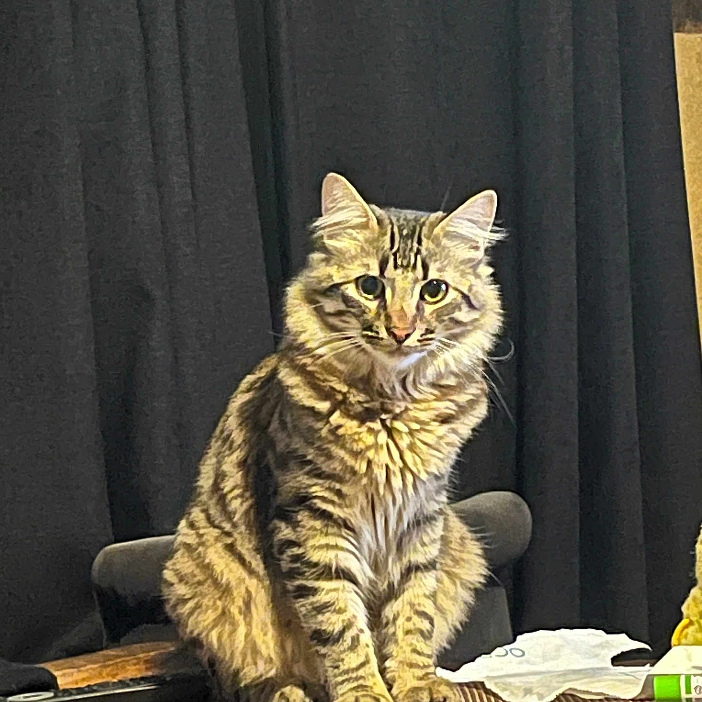 Pascal participe au concours pour gagner de l'argent avec cette photo : cat, tabby, fluffy, sitting, wooden_table, indoor, pet, animal, feline, fur, striped, curtain, domestic, cute, whiskers, ears, eyes, portrait, calm, home