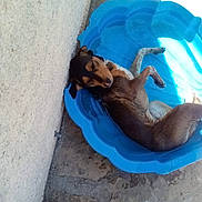 Pumba participe au concours pour gagner de l'argent avec cette photo : dog, animal, pet, small_dog, brown_dog, lying_down, relaxed, sleeping, belly_up, blue_pool, kiddie_pool, water, outdoor, concrete, patio, wall, sunlight, summer, funny, phone_photography