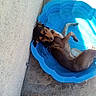 dog, animal, pet, small_dog, brown_dog, lying_down, relaxed, sleeping, belly_up, blue_pool, kiddie_pool, water, outdoor, concrete, patio, wall, sunlight, summer, funny, phone_photography