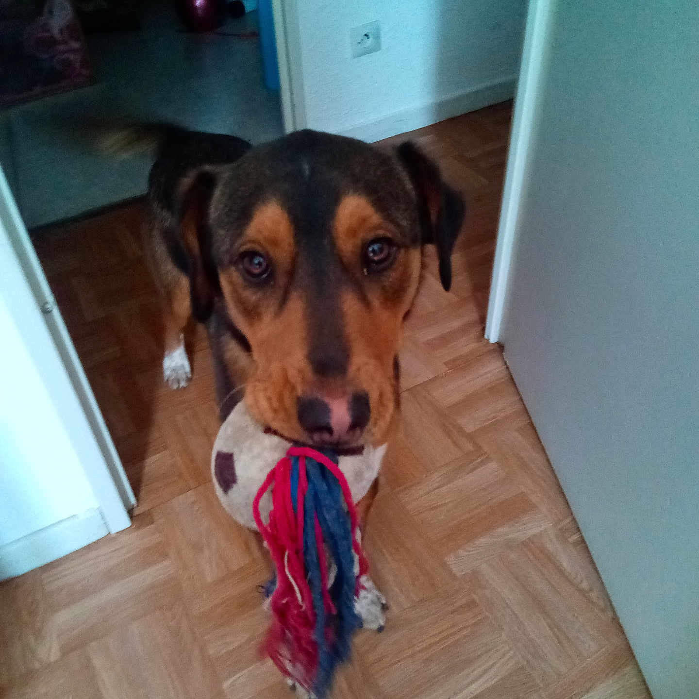 Pumba