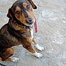Pumba a rejoint le concours — aidez-le/la à gagner de superbes lots ! dog, canine, pet, sitting, outdoor, patio, stone_floor, leash, collar, brown_fur, black_fur, white_paws, floppy_ears, looking_at_camera, portrait, animal, domestic_animal, ground, daylight, vertical_photo