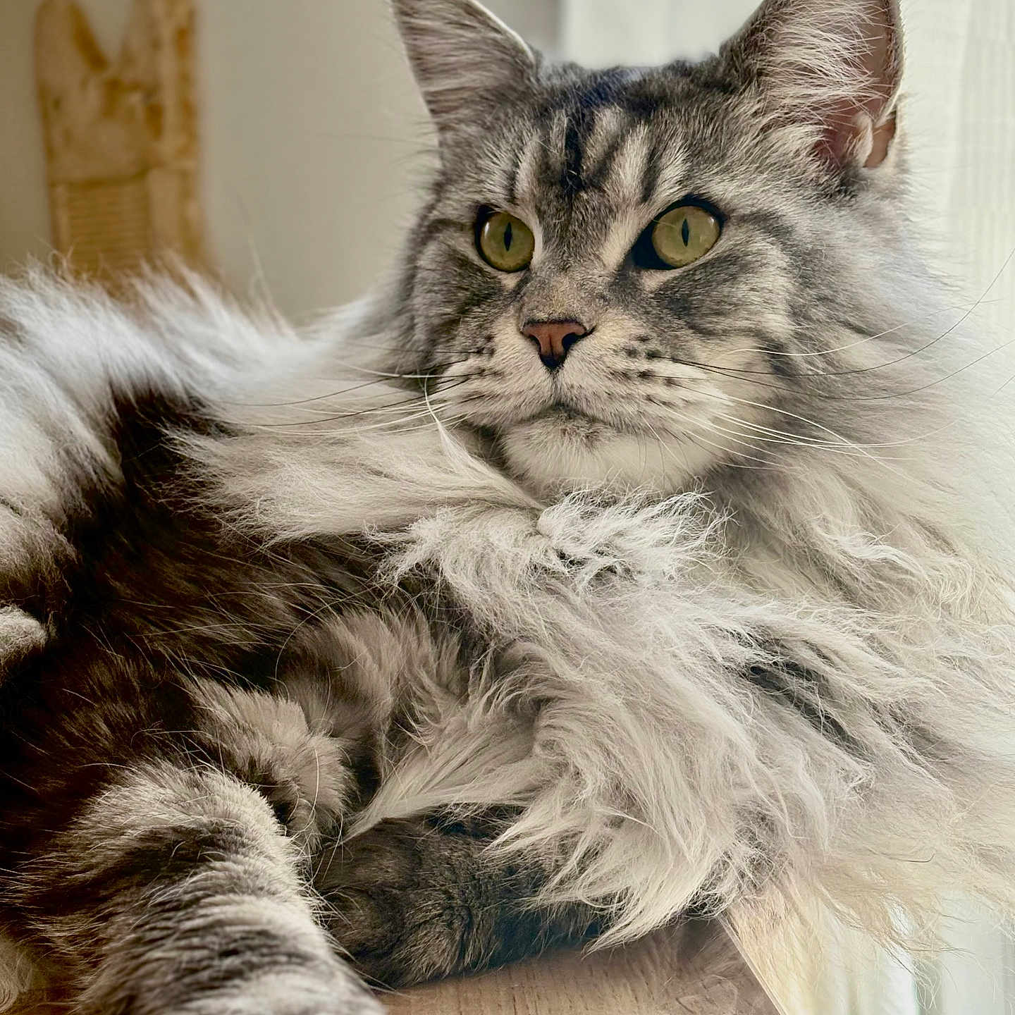 Twilight a rejoint le concours — aidez-le/la à gagner de superbes lots ! cat, fluffy, long_hair, yellow_eyes, pet, animal, indoor, window_light, relaxed, resting, feline, whiskers, ears, portrait, closeup, wooden_surface, cozy, domestic, cute, majestic