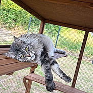 Twilight a rejoint le concours — aidez-le/la à gagner de superbes lots ! cat, fluffy, gray, lounging, wooden_platform, mesh_enclosure, relaxed, paws, indoor, pet, animal, feline, resting, yellow_eyes, fur, daylight, nature, cage, shelter, lazy