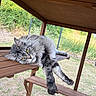 cat, fluffy, gray, lounging, wooden_platform, mesh_enclosure, relaxed, paws, indoor, pet, animal, feline, resting, yellow_eyes, fur, daylight, nature, cage, shelter, lazy