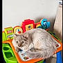 cat, fluffy, indoor, toy, children, activity_table, colorful, curious, pet, furniture, playful, cozy, animal, domestic, resting, wide_eyes, soft_fur, living_room, blue_legs, orange_border