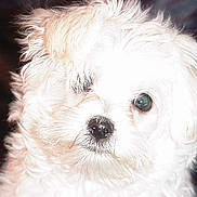 Scooter joined the competition — help win amazing prizes! puppy, dog, white_fur, close_up, curly_fur, pet, animal, cute, fluffy, young_dog, portrait, indoor, face, fur, small_dog, looking, nose, eye, adorable, companion