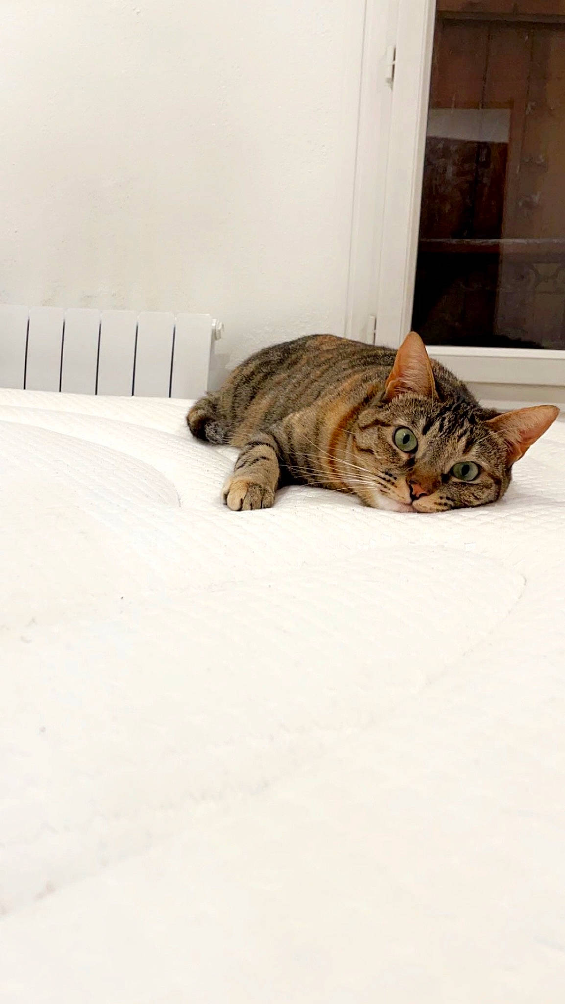 Krema participe au concours pour gagner de l'argent avec cette photo : brown, carnivore, cat, comfort, domestic_short_haired_cat, fawn, felidae, flooring, fur, room, small_to_medium_sized_cats, snout, tail, terrestrial_animal, whiskers, wood