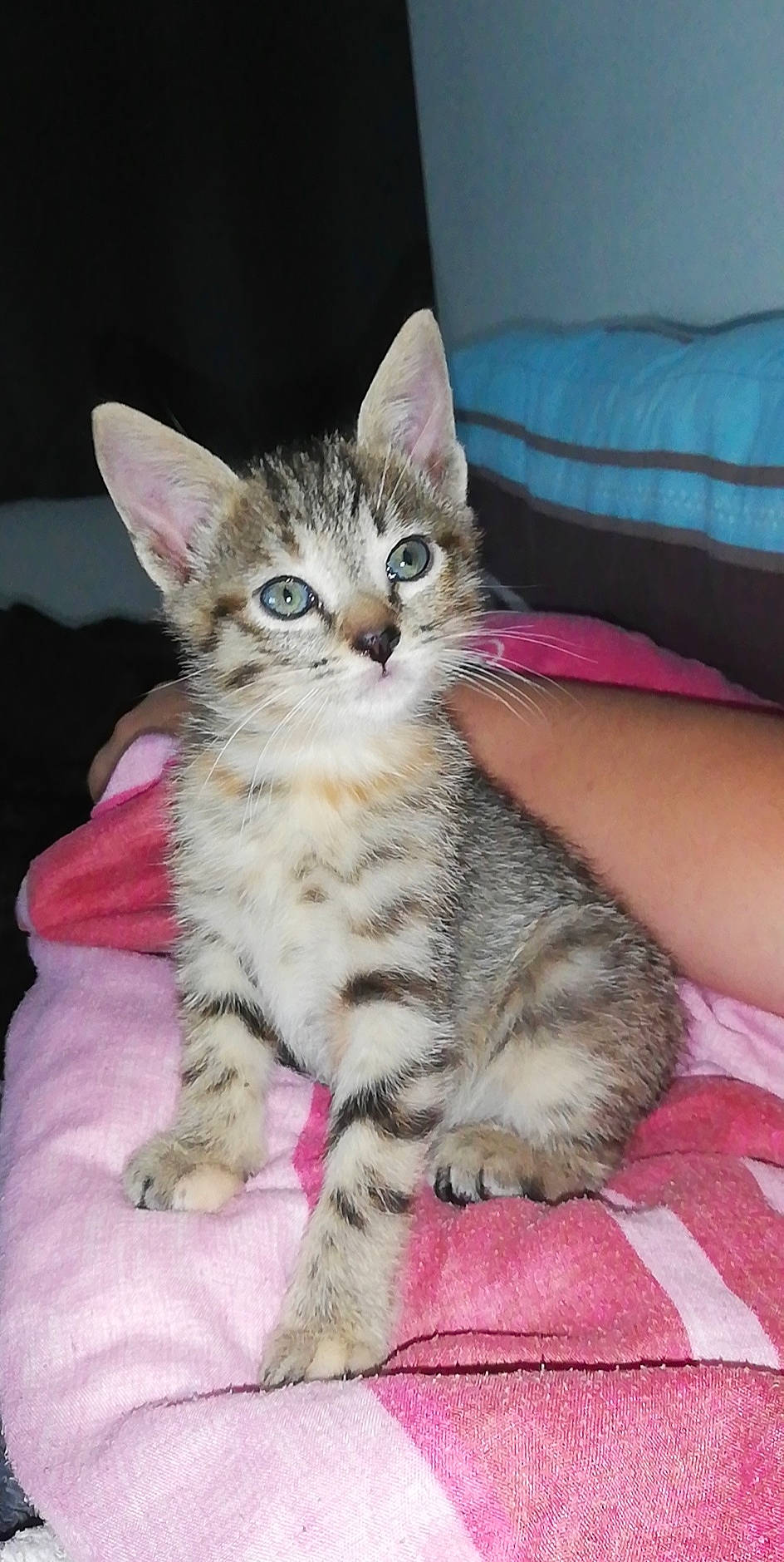 Krema a rejoint le concours — aidez-le/la à gagner de superbes lots ! american_bobtail, american_shorthair, american_wirehair, asian, australian_mist, california_spangled, carnivore, cat, domestic_short_haired_cat, dragon_li, egyptian_mau, european_shorthair, felidae, kitten, mammal, pixie_bob, small_to_medium_sized_cats, tabby_cat, vertebrate, whiskers