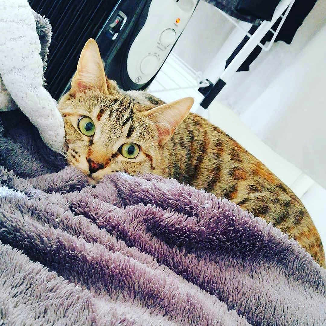 Krema