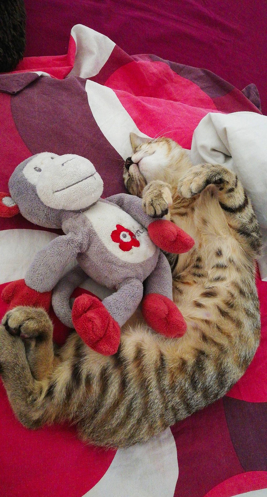 Krema participe au concours pour gagner de l'argent avec cette photo : carnivore, cat, felidae, fur, plush, small_to_medium_sized_cats, stuffed_toy, tabby_cat, teddy_bear, toy