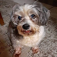 Poppy joined the competition — help win amazing prizes! animal, brown, carpet, cozy, cute, dog, ears, eyes, floor, fur, grey, home, house, indoor, looking_up, nose, paw, pet, small_dog, white