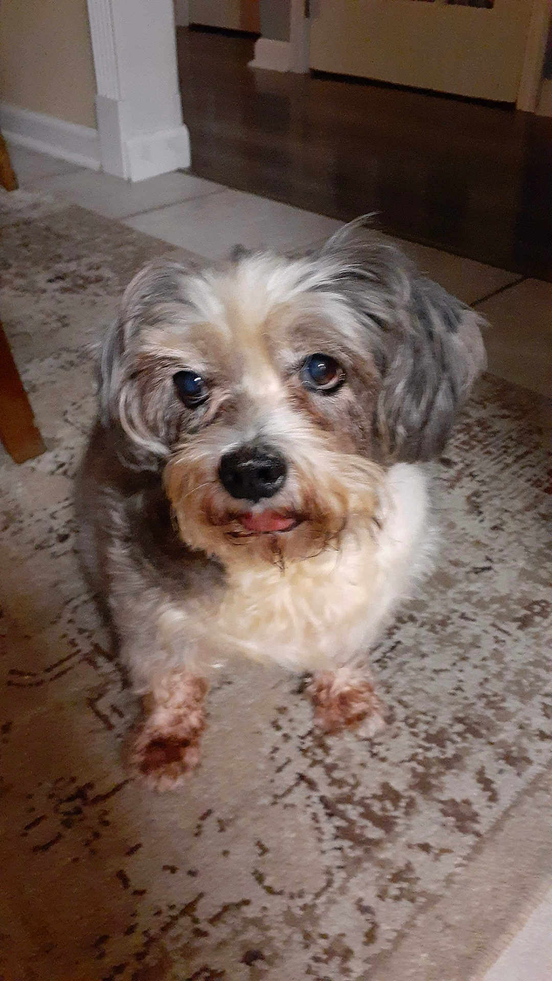 Poppy