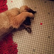 Iron a rejoint le concours — aidez-le/la à gagner de superbes lots ! canidae, carnivore, cat, claw, fawn, felidae, ferret, floor, flooring, fur, kitten, paw, puppy, small_to_medium_sized_cats, sporting_group, tail