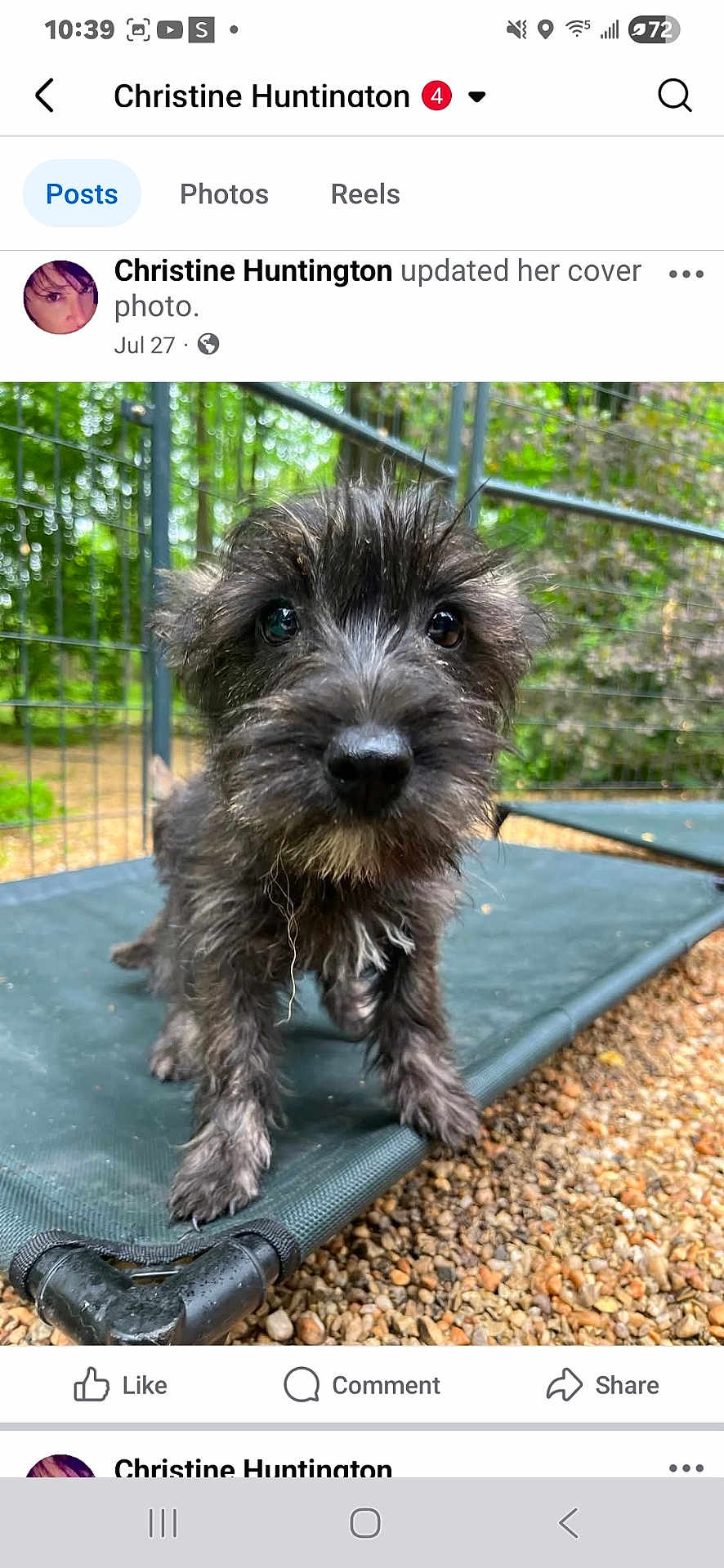 Skye is registered to the contest to win money with this photo: puppy, dog, close_up, outdoor, pet, black_fur, curious, nose, fence, platform, gravel, young_dog, animal, scruffy, cute, pet_bed, nature, playful, portrait, canine