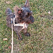 Skye is registered to the contest to win money with this photo: dog, leash, grass, outdoor, pet, animal, fur, harness, canine, small_dog, nature, daylight, ears, tail, walking, alert, cute, mammal, ground, park