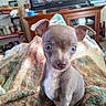 puppy, dog, small_dog, brown, gray, sitting, indoors, blanket, living_room, television, furniture, portrait, close_up, cute, adorable, wide_eyed, ears, pet, home, cozy