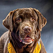 Scotty a rejoint le concours — aidez-le/la à gagner de superbes lots ! animal, brown, canine, chocolate_labrador, close_up, dog, domestic_animal, ears, expression, eyes, fur, looking, mouth, nose, pet, portrait, snout, studio_lighting, vest, yellow